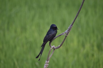 Black Drongo 