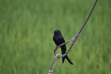 Black Drongo 