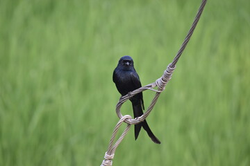 Black Drongo 