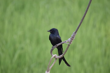 Black Drongo