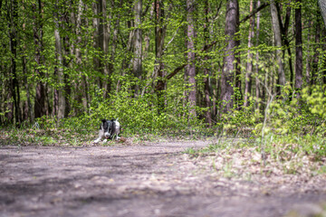 Green lush foliage and dog with a stick. Young cute doggy playing on the ground. Spring in a forest in Poland. Selective focus on the details, blurred background.