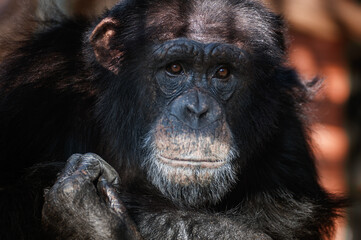 the sad chimpanzee
