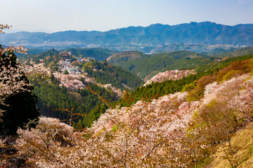 Fototapeta na wymiar 春の奈良県・吉野山で見た、満開の桜と霞む青空