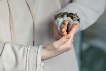 Girl is holding hamster in her hands. Child's hands with a hamster close up