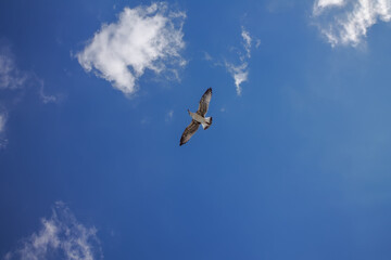 Flying seagull against sky