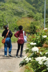 Naklejka na ściany i meble 日本の春の風景　満開のコデマリが咲く郊外の道を歩く二人の女性