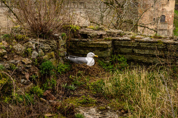 seagull sits in a nest on eggs. Fortress wall Ivangorod. Ivangorod fortress. History of Russia.