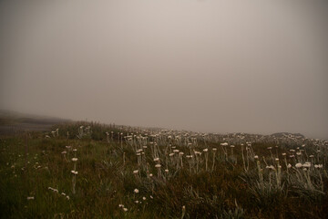 wildflowers in the fog 