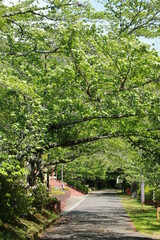日本一低い谷中中央分水界がある水分れ公園の新緑の小径（兵庫県丹波市氷上町石生)