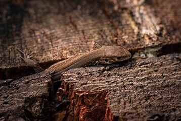 lizard on the tree