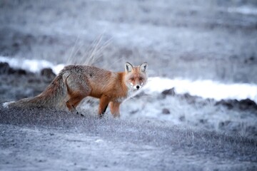 red fox in the snow