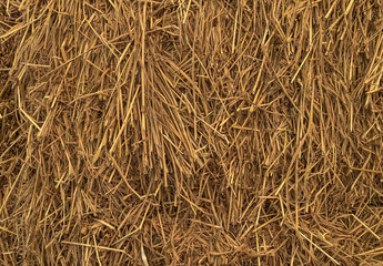 Closeup image of a pile of dried grass golden yellow hay straw , hay can a tightly joined bale of straw.