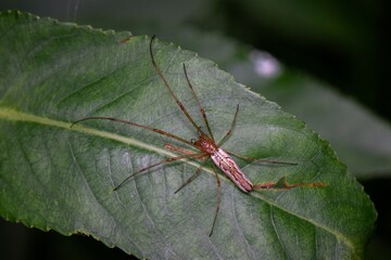 spider on a leaf