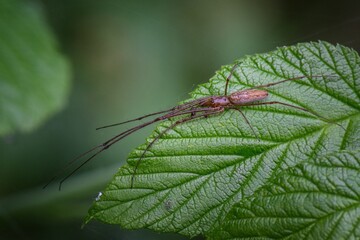 spider on a leaf