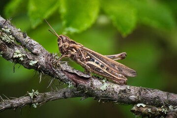 grasshopper on the grass