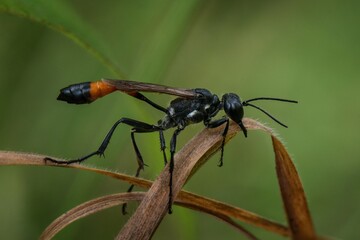 bug on a leaf