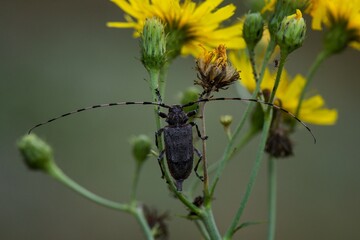 bug on a flower