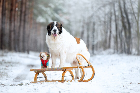 dogs in winter