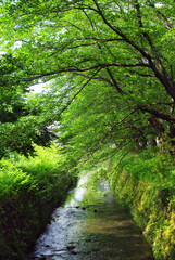 Fototapeta na wymiar 神奈川の自然