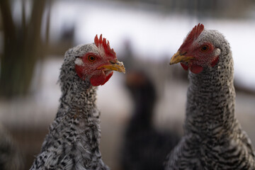 Junger Hahn auf dem Bauernhof