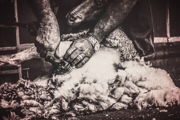 person shearing a sheep