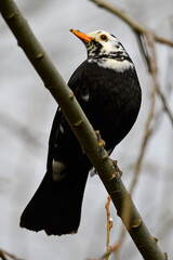 Leucistic Eurasian Blackbird // leuzistische Amsel (Turdus merula)
