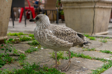 Seagull close-up on the street of the old city