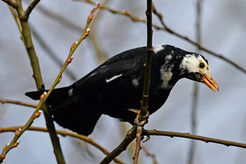 leuzistische Amsel // Leucistic Eurasian Blackbird (Turdus merula)