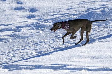 Fototapeta na wymiar dog playing in the snow