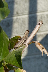 カマキリ 旅の終わり