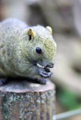 町田リス園にて