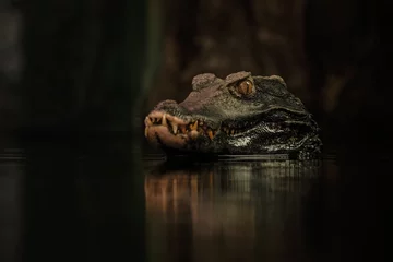 Poster Im Rahmen crocodile in the water © Stanislav