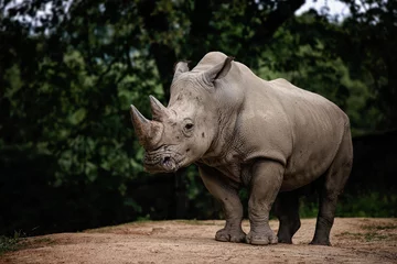  rhino in the wild © Stanislav