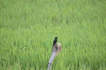Black Drongo 