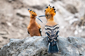 Pair of African Hoopoe, Upupa epops africana sitting on a rock, Lake Naivasha, Kenya © Tomas Drahos
