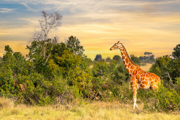 Reticulated giraffe during beautiful colorful sunset in Samburu National Reserve, Kenya