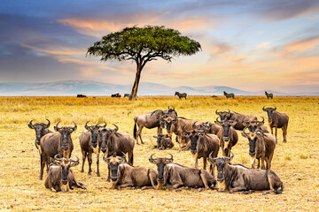 Great Migration, herd of wildebeests resting at Maasai mara national reserve, Kenya