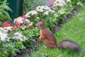 squirrel in the park