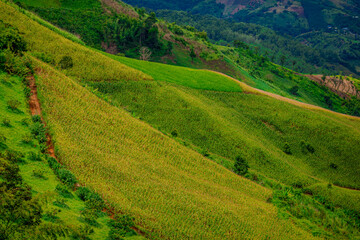 Natural background of the atmosphere in the garden house, surrounded by rice fields, plants, rice fields, reservoirs, and there is a seat to relax and watch the wind blowing through the cool blur.