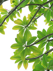 Green Plumeria or Frangipani leaves on tree over white background.