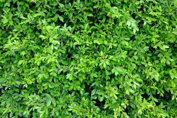 Green leaves wall background. Decorative leaf texture.