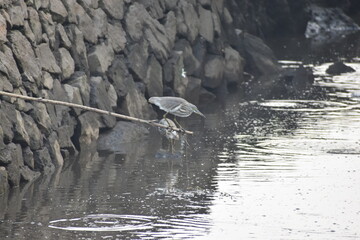 heron in the water
