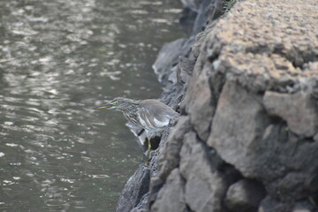 heron near canal