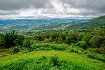 Obraz premium Close up background view of leaves (green, colorful, black) according to the direction of light and growth, natural beauty, wallpaper of planted trees planted in the garden or home interior, shelter