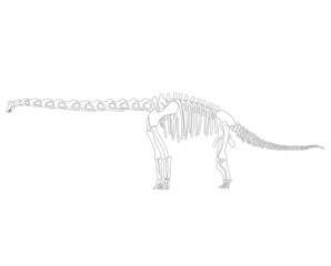 Graphic skeleton of an abrosaurus dinosaur on a white background. Vector illustration. © Inna