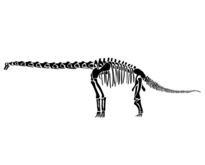 Fototapeta na wymiar Graphic skeleton of an abrosaurus dinosaur on a white background. Vector illustration.