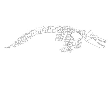 Graphic skeleton of a killer whale on a white background. Vector illustration.