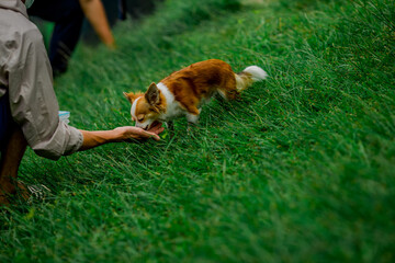 Close-up background view of the small dog Pomeranian, with a playful character and likes to play with the owner, with blurred movements while waiting for food.