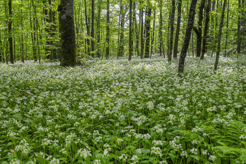 Obraz premium Caucasian mountains, mountain forest. Meadow of flowering wild garlic (Allium ursinum).