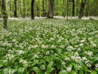 Caucasian mountains, mountain forest. Meadow of flowering wild garlic (Allium ursinum).